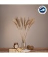 GLOBOSTAR® MISCANTHUS 36536 Αποξηραμένο Διακοσμητικό Μπουκέτο Μίσχανθος - Μπεζ - Μ20 x Π20 x Υ80cm - Πακέτο 20 Τεμαχίων